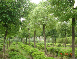 �Ϻ��h�|ʳƷ 